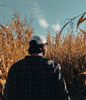 Corn Maze